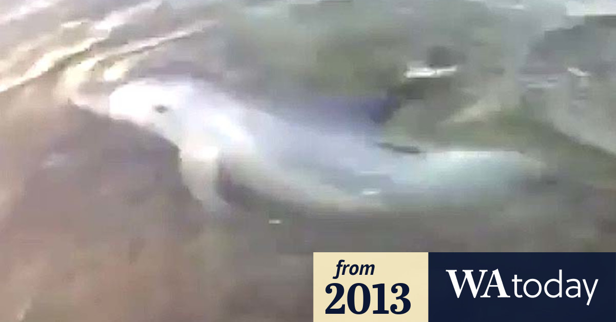 Video Dolphin in the Swan